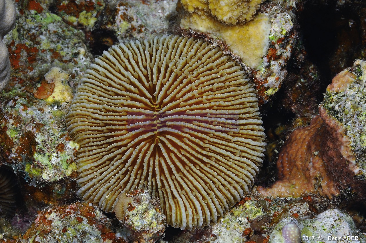 Fungia klunzingeri-Safaga Tobia kebir-4m-20171120-Denis-ADER-DSC_3216_tn.jpg